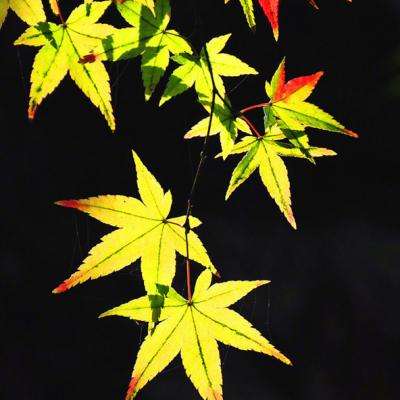 突然想起一个上海方言笑话。瞎子沓浴，斯里兰卡（水里烂咔）。